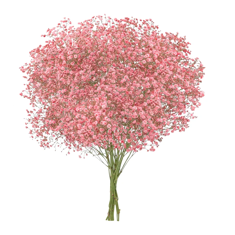 Gypsophila XLence® Tinted Red · Mitabella catalog