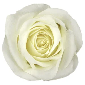 White Chocolate · Mitabella catalog