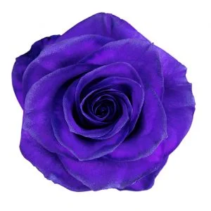 Nacar Purple · Mitabella catalog