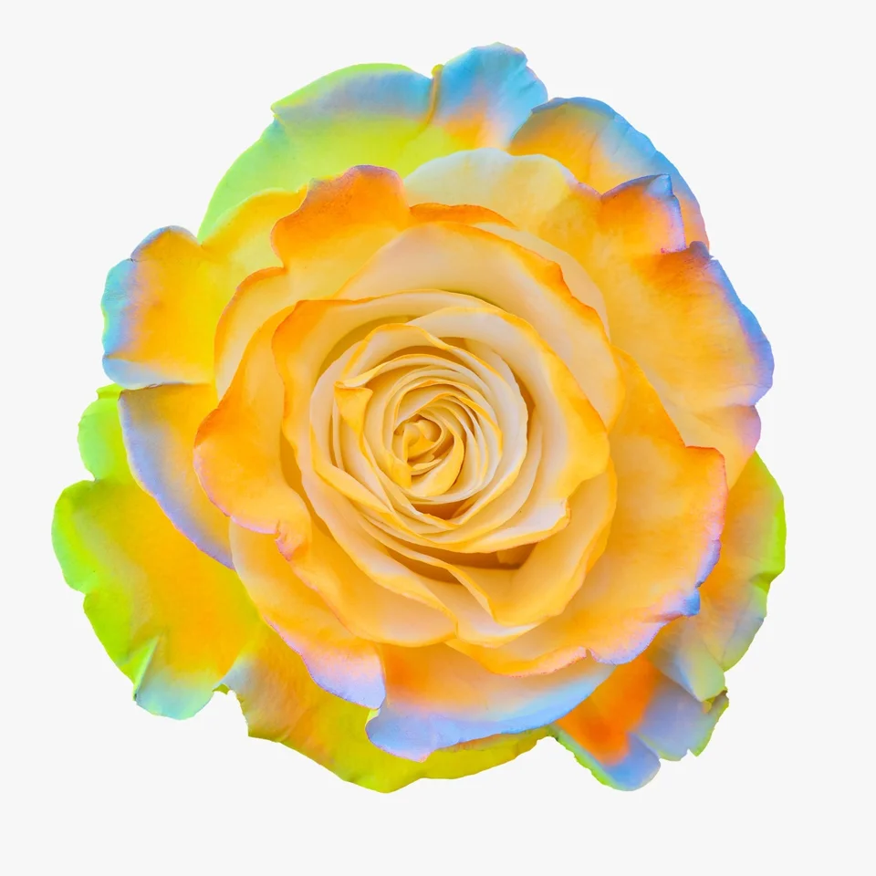 Energy Orange Neon · Mitabella catalog