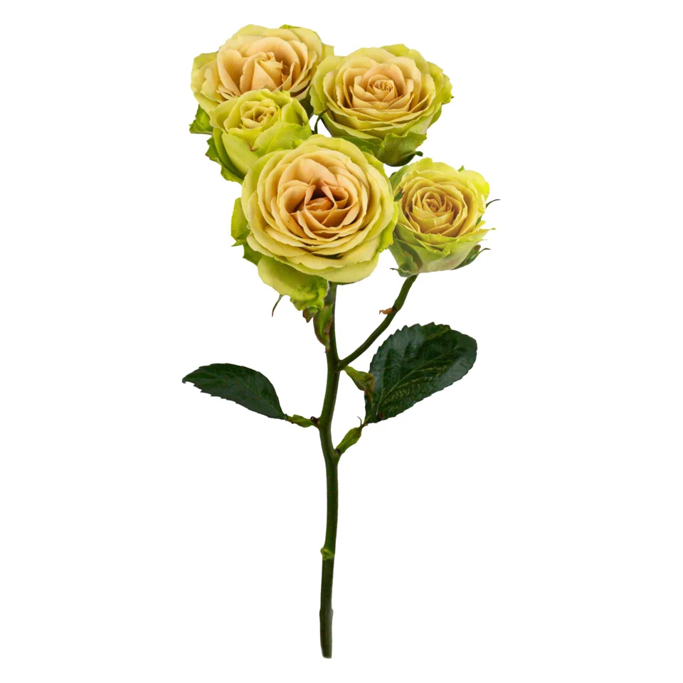 Green Rosever · Mitabella catalog