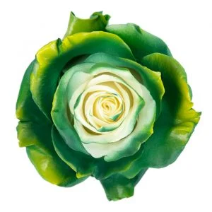 Dark Green & Yellow · Mitabella catalog