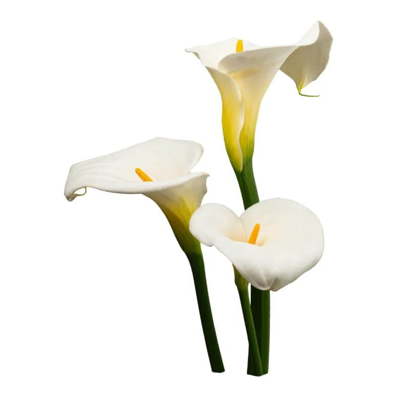 White Star Callas · Mitabella catalog