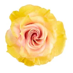Light Pink Yellow Glitter · Mitabella catalog