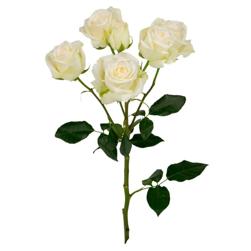 Virgin Rosever · Mitabella catalog