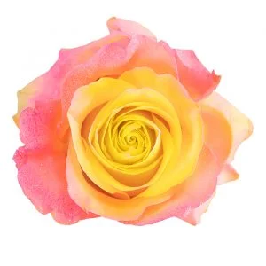 Yellow Medium Pink Glitter · Mitabella catalog