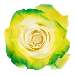 All St. Patrick’s · Mitabella catalog