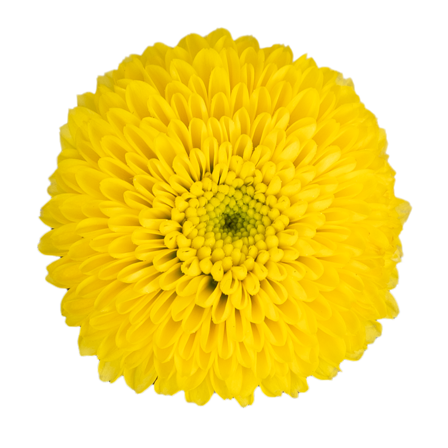 Pom Pom Yellow · Mitabella catalog