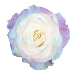 Sweet Aurora · Mitabella catalog