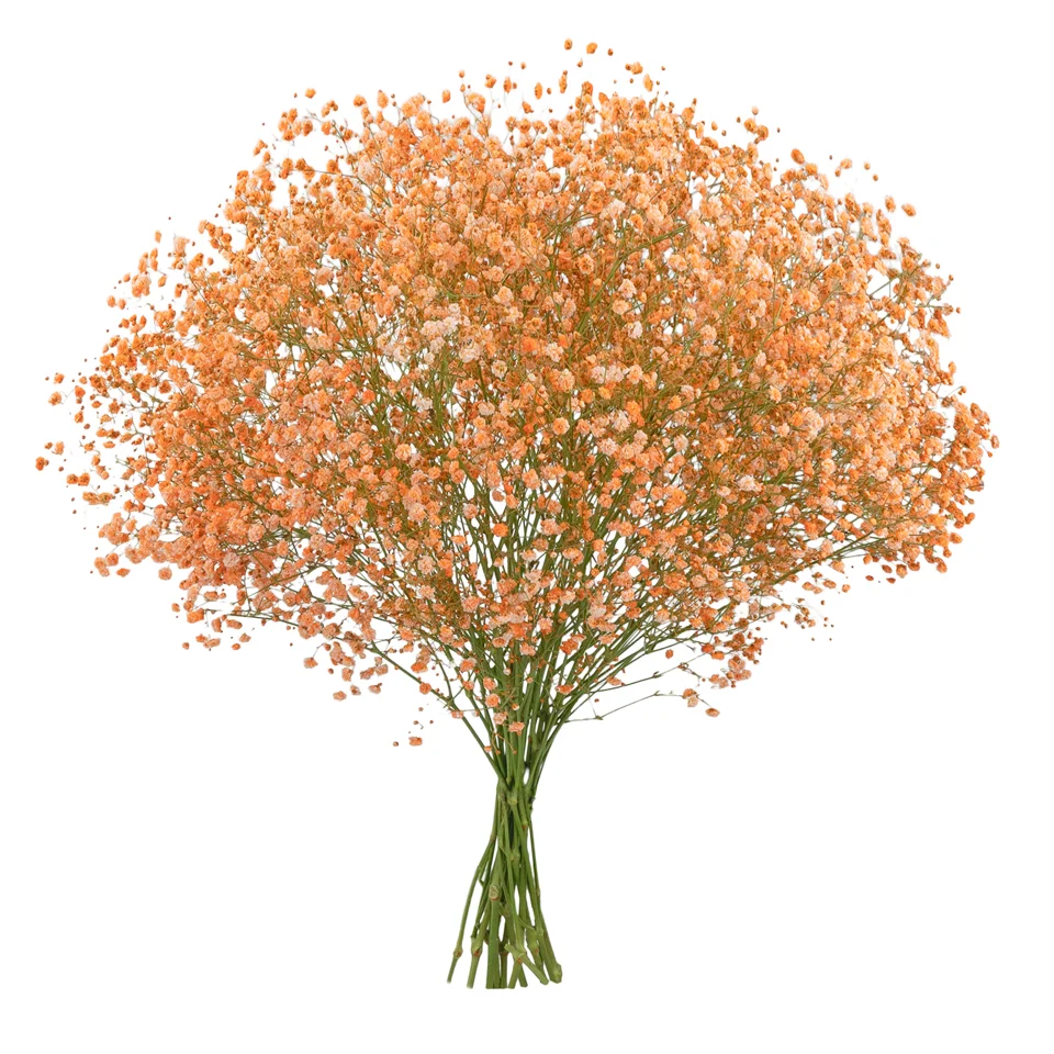 Gypsophila XLence® Tinted Orange · Mitabella catalog