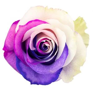 Rainbow Pink Lavender · Mitabella catalog