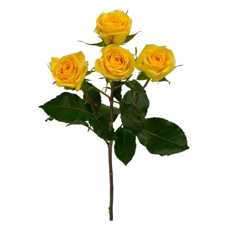 Golden Blossoms · Mitabella catalog