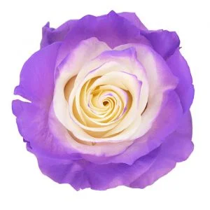 Lavender · Mitabella catalog