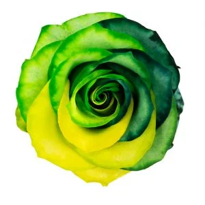 Rainbow St. Patrick’s · Mitabella catalog