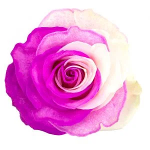 Yin Yang Hot Pink · Mitabella catalog