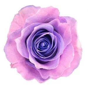 Lavender & Light Pink Glitter · Mitabella catalog