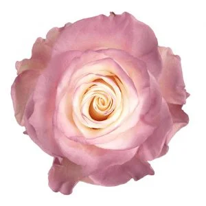 Natural Dusty Grape · Mitabella catalog