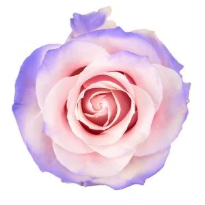 Very Peri in Light Pink Base · Mitabella catalog