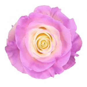 Sweet Pink · Mitabella catalog