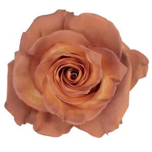 Sepia · Mitabella catalog