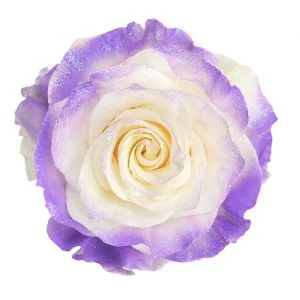 Lavender Glitter · Mitabella catalog