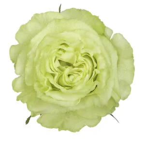Limonada · Mitabella catalog