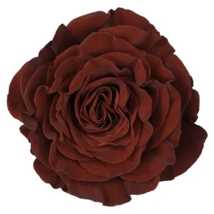 Hearts · Mitabella catalog