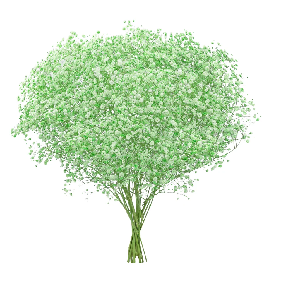 Gypsophila XLence® Tinted Light Green · Mitabella catalog