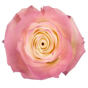 Natural Blush · Mitabella catalog