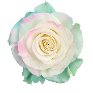 Jelly Mint Aaurora · Mitabella catalog