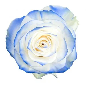 Light Blue Cloud · Mitabella catalog
