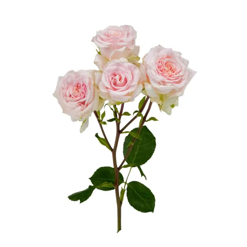 Wedding Rosever · Mitabella catalog