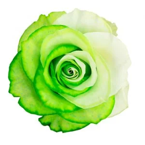 Yin Yang Light Green · Mitabella catalog
