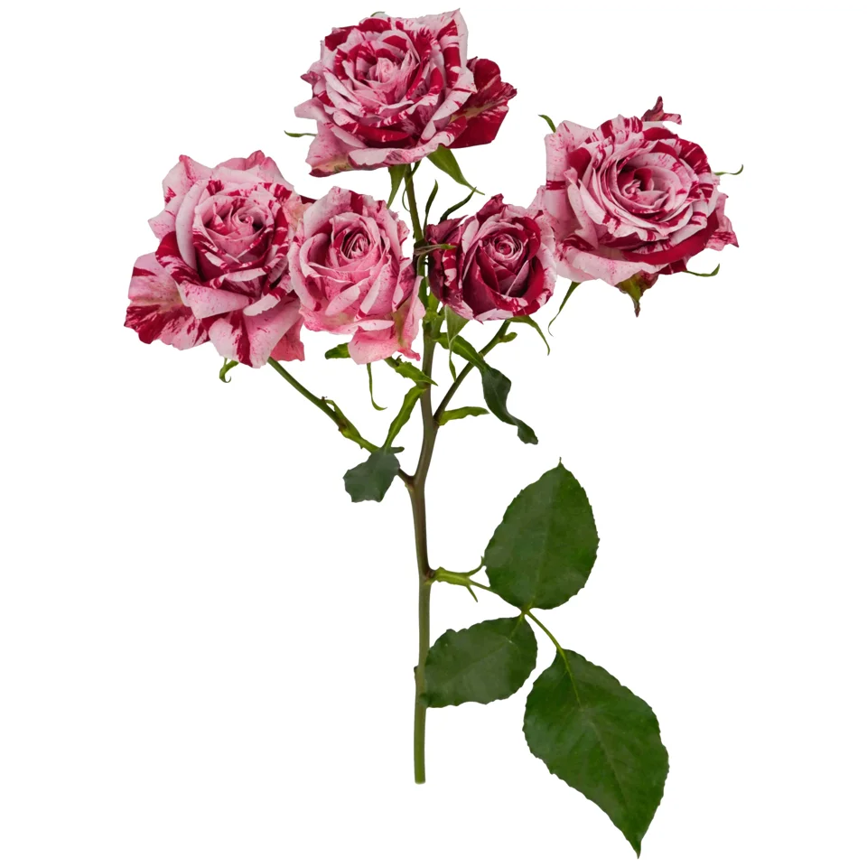 Crazy Rosever · Mitabella catalog