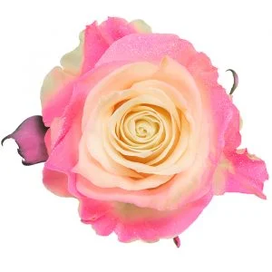 Medium Pink Glitter · Mitabella catalog