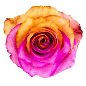 Yin Yang Hot Pink Orange · Mitabella catalog
