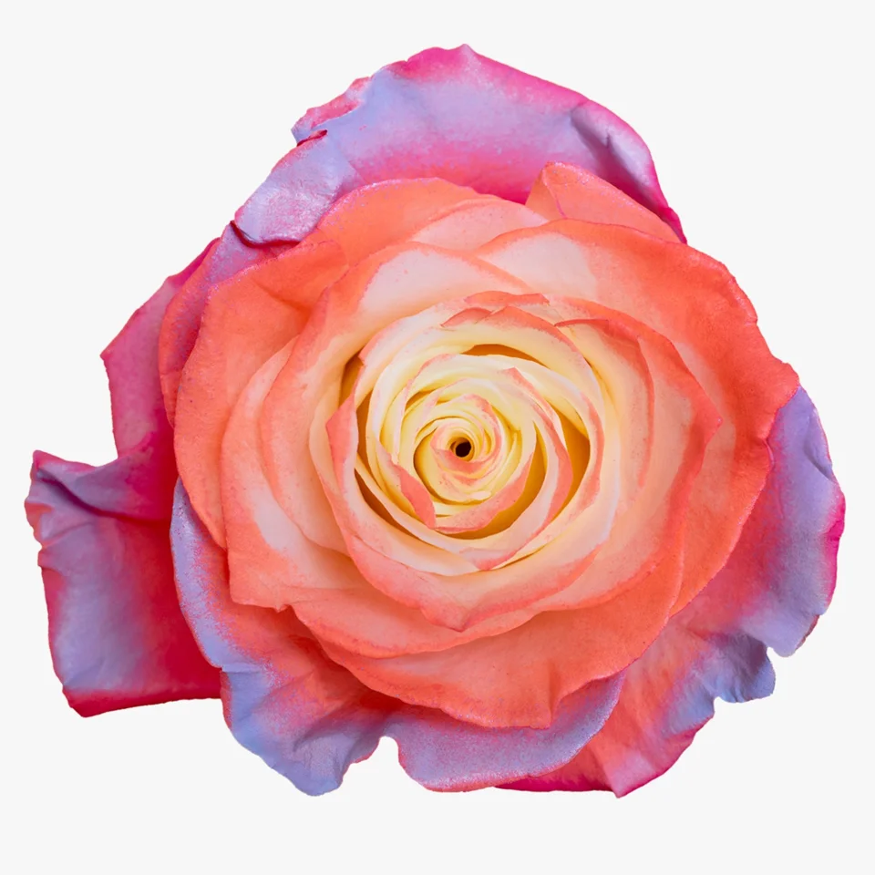 POP Pink Neon · Mitabella catalog