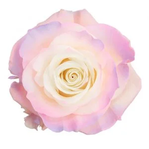 Aurora Boreal · Mitabella catalog