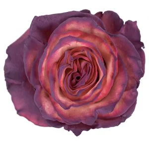 Plum Berry · Mitabella catalog