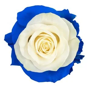 Eye Blue · Mitabella catalog