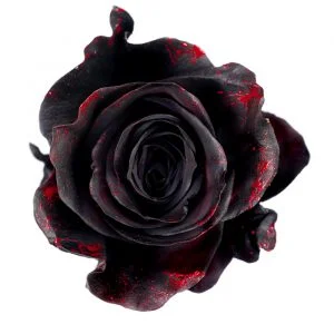 Black Blood · Mitabella catalog