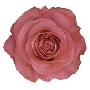 Pink Love · Mitabella catalog