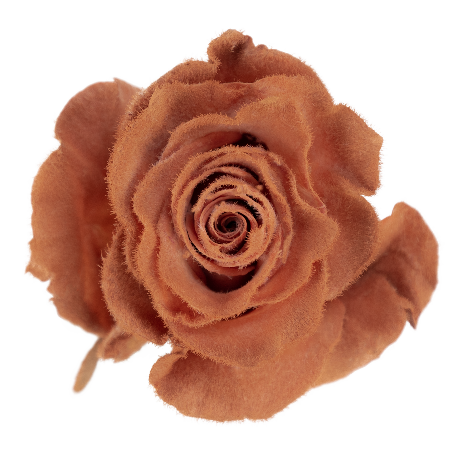 Velvet Sepia · Mitabella catalog