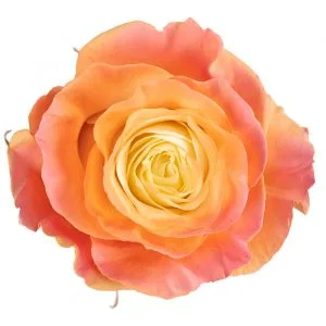Tropical Sunset · Mitabella catalog