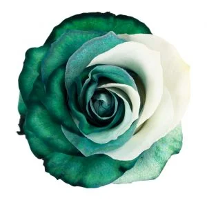 Yin Yang Dark Green · Mitabella catalog