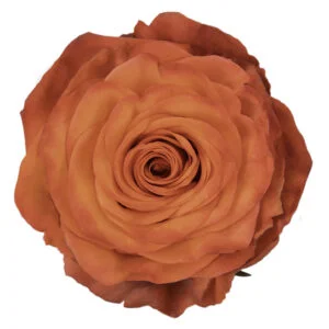 High & Orange · Mitabella catalog
