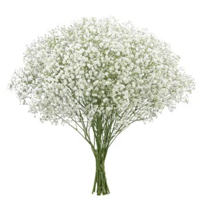 Gypsophila XLence® · Mitabella catalog