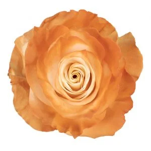 Natural Sepia · Mitabella catalog