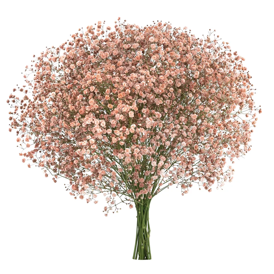Gypsophila XLence® Tinted Sepia · Mitabella catalog