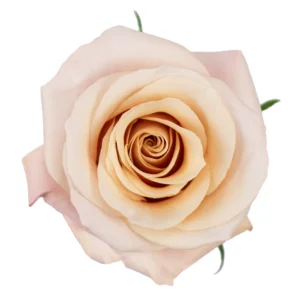 Mother of Pearl · Mitabella catalog